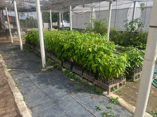 VENDO MUDAS DE MOGNO AFRICANO