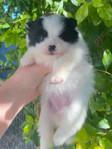 Filhote Lulu da Pomerania (Spitz Alemão Anao)