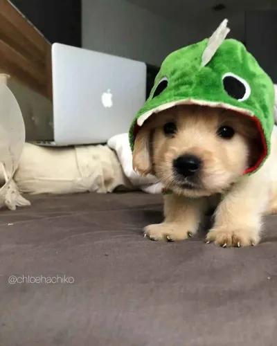 Filhote Golden Retriever, Venha buscar seu novo companheiro fiel!