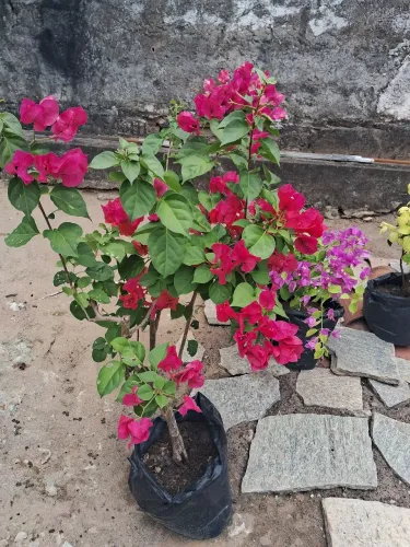 Jardim