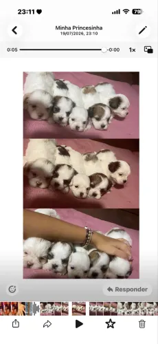 shitzu a venda pela metade do valor 350 reais , corra e garanta