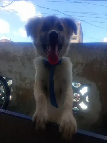 Um cachorro docinho, Brincalhão.