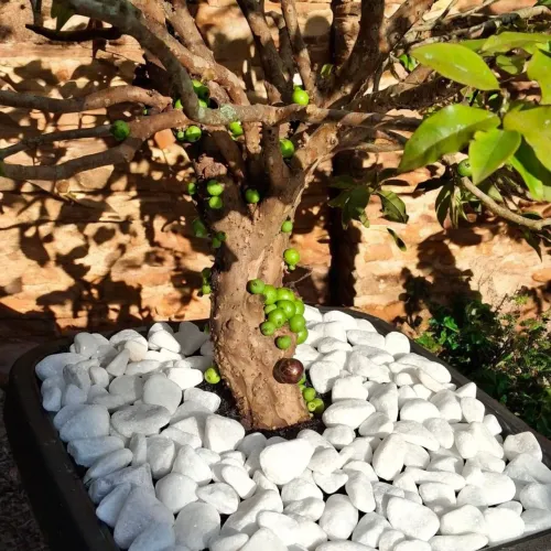 Jabuticabeira Estilo Bonsai 15 anos 