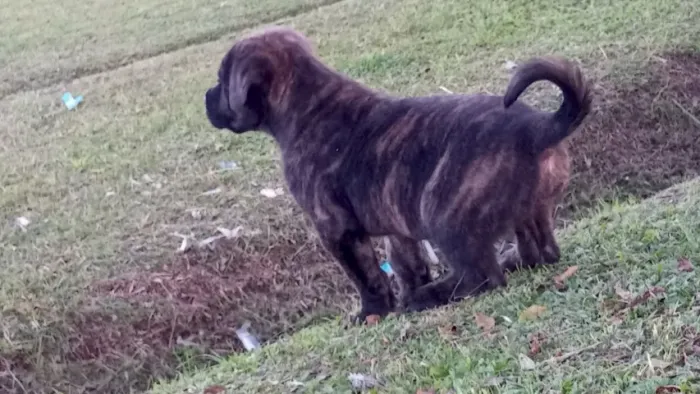 Filhote cane corso 
