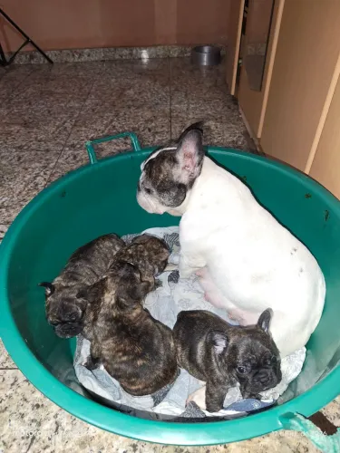 Filhotes de buldogue francês
