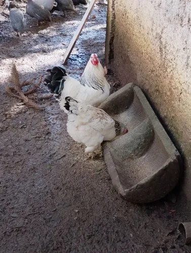 Galos e galinhas Brahma