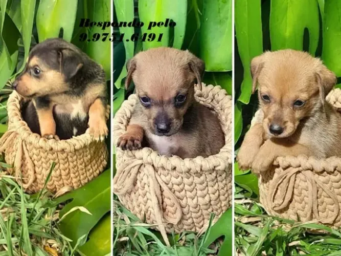 pinscher lindos e pequenos