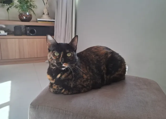 Gatinha para adoção responsável