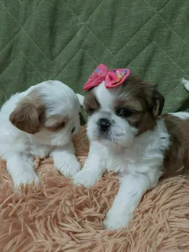 Shih Tzu Perfeitas Fêmeas Filhotes Pedigree