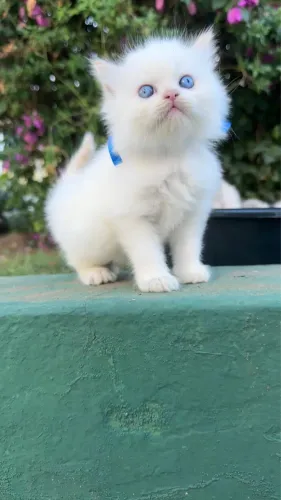 Gato Persa Filhote