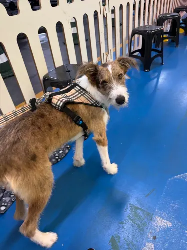 TOBBY PARA ADOAÇÃO 