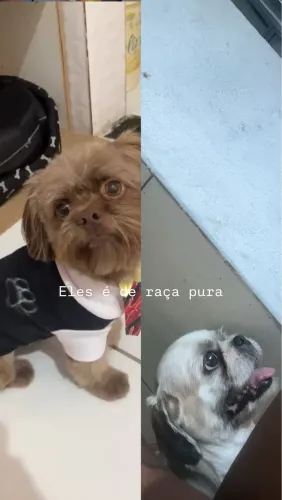 Cachorro