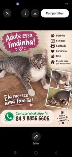 Gatinho para adoção