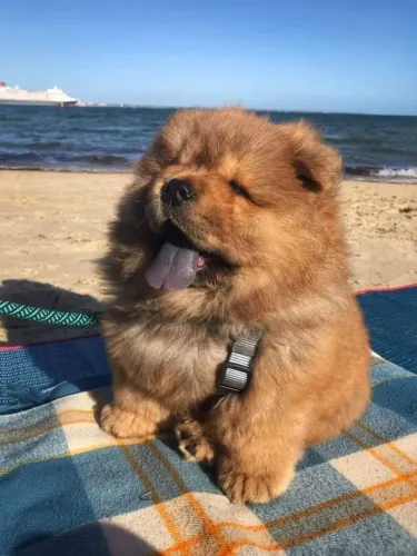 Chow Chow excepcional,,aqui damos o pedigree .