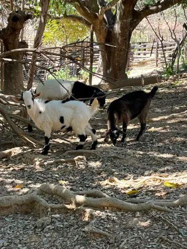 Casal Mini Cabras