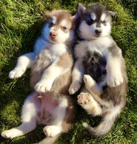 Filhotes De Husky Siberiano - Companheiros Cheios De Carinho