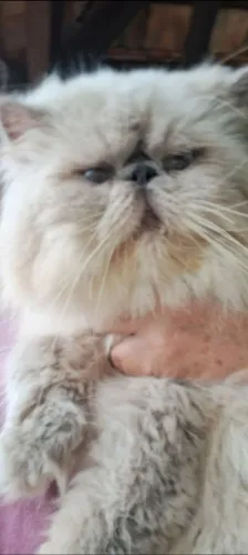 Gato Persa 
