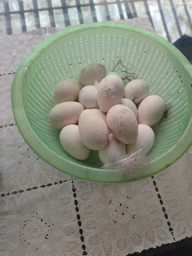 Ovos galados de perua e de indio gigante c caipira