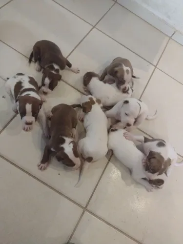 Pitbull filhotes