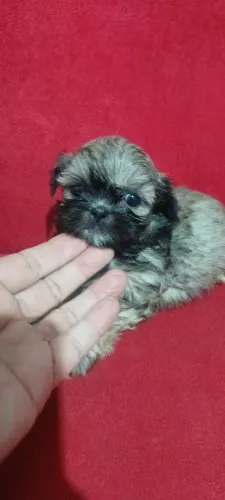 Shih tzu micrinho !