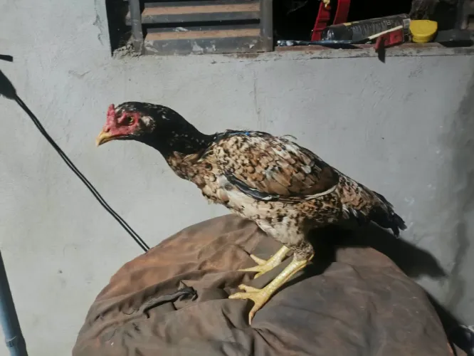 Vendo galinha índia 