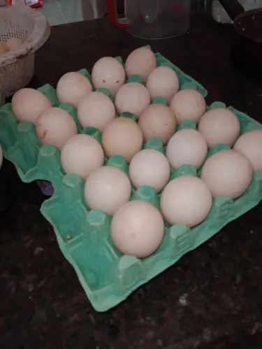 Ovos de pato
