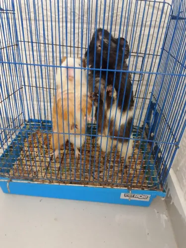 Doação porquinho da índia