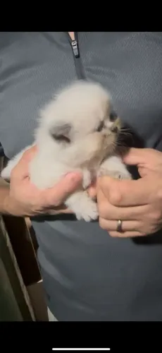 Filhotes de Gato Persa (Reserve o seu agora)