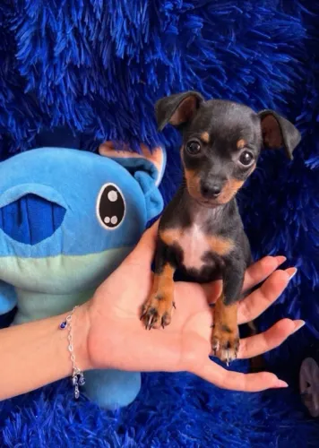 Filhote Pinscher 0 machinho