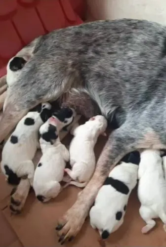 Filhotes de boiadeiro australiano disponíveis.