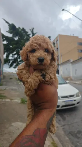 Poodle Red | Seu pet maravilhoso