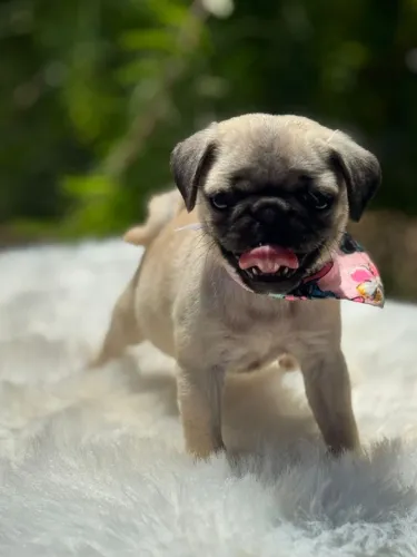 Pug,Pug Filhote Disponível Alta Qualidade