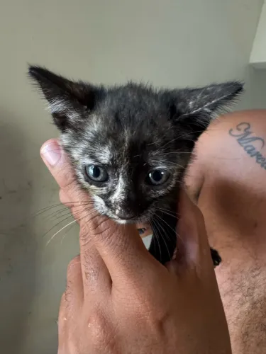 Doação gato