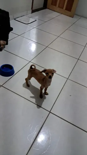 PINSCHER
