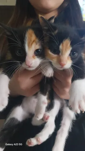Gatos