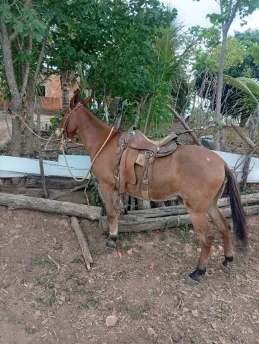 Vendo Burro