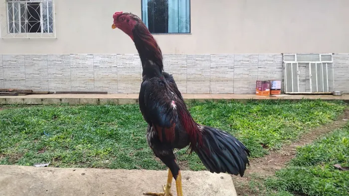 Vendo um galo índio 1 ano e 2 meses 80 reais e 1 franga india com 8 meses 50 reais