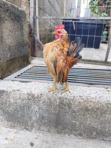 Franguinhos serama
