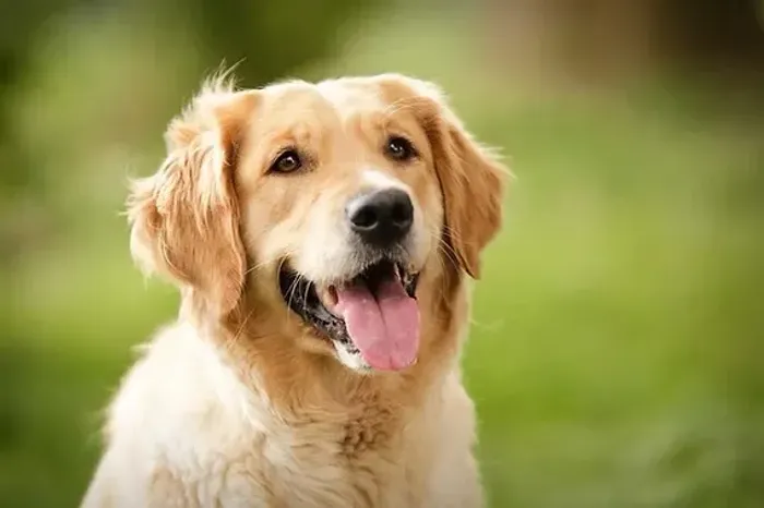 Doação Golden Retriever