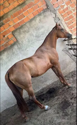 Égua mestiça