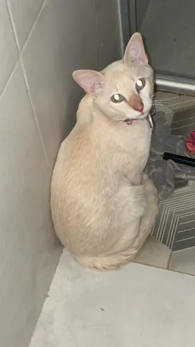 Doa-se gato macho