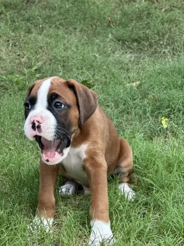 Filhotes Boxer