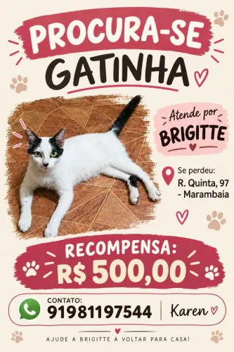 PROCURA-SE GATINHA PERDIDA PROXIMO À RUA DA MARINHA