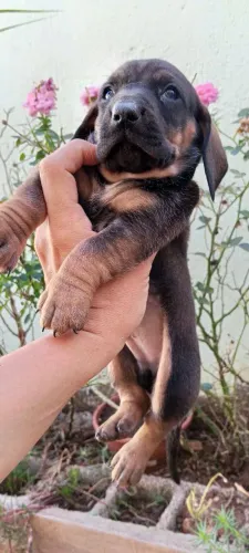 Basset dachshund macho