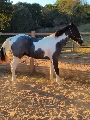 Potro Paint Horse