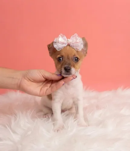 Pinscher de Excelente Procedência