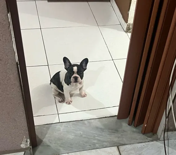 Buldogues francês