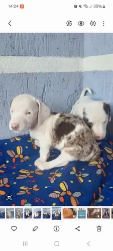 Dachshund fêmea albina