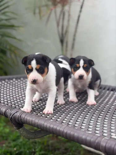 Casal de Basenji disponível