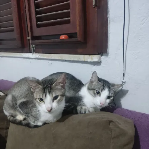 Estou doando esses dois gatinho